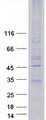 MRGPRE / MRGE Protein - Purified recombinant protein MRGPRE was analyzed by SDS-PAGE gel and Coomassie Blue Staining