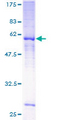 MRGPRF Protein - 12.5% SDS-PAGE of human MRGPRF stained with Coomassie Blue