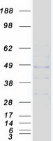 MRGPRF Protein - Purified recombinant protein MRGPRF was analyzed by SDS-PAGE gel and Coomassie Blue Staining
