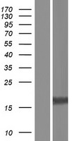 MRGPRG Protein - Western validation with an anti-DDK antibody * L: Control HEK293 lysate R: Over-expression lysate