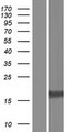 MRGPRG Protein - Western validation with an anti-DDK antibody * L: Control HEK293 lysate R: Over-expression lysate