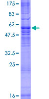 MRGPRX3 / MRGX3 Protein - 12.5% SDS-PAGE of human MRGPRX3 stained with Coomassie Blue