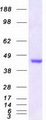 MRI1 Protein - Purified recombinant protein MRI1 was analyzed by SDS-PAGE gel and Coomassie Blue Staining