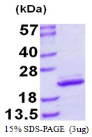 MRLC2 / MYL12B Protein