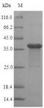 MRNP41 / RAE1 Protein - (Tris-Glycine gel) Discontinuous SDS-PAGE (reduced) with 5% enrichment gel and 15% separation gel.