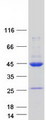 MRNP41 / RAE1 Protein - Purified recombinant protein RAE1 was analyzed by SDS-PAGE gel and Coomassie Blue Staining