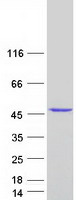 MRNP41 / RAE1 Protein - Purified recombinant protein RAE1 was analyzed by SDS-PAGE gel and Coomassie Blue Staining
