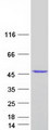 MRNP41 / RAE1 Protein - Purified recombinant protein RAE1 was analyzed by SDS-PAGE gel and Coomassie Blue Staining