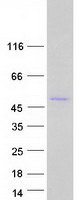 MROH1 / HEATR7A Protein - Purified recombinant protein MROH1 was analyzed by SDS-PAGE gel and Coomassie Blue Staining