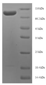 MRPL12 Protein - (Tris-Glycine gel) Discontinuous SDS-PAGE (reduced) with 5% enrichment gel and 15% separation gel.