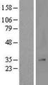 MRPL2 Protein - Western validation with an anti-DDK antibody * L: Control HEK293 lysate R: Over-expression lysate
