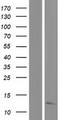 MRPL22 Protein - Western validation with an anti-DDK antibody * L: Control HEK293 lysate R: Over-expression lysate