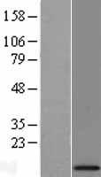 MRPL34 Protein - Western validation with an anti-DDK antibody * L: Control HEK293 lysate R: Over-expression lysate