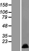 MRPL36 Protein - Western validation with an anti-DDK antibody * L: Control HEK293 lysate R: Over-expression lysate