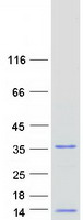 MRPL36 Protein - Purified recombinant protein MRPL36 was analyzed by SDS-PAGE gel and Coomassie Blue Staining