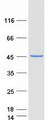 MRPL38 Protein - Purified recombinant protein MRPL38 was analyzed by SDS-PAGE gel and Coomassie Blue Staining