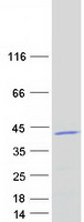 MRPL39 Protein - Purified recombinant protein MRPL39 was analyzed by SDS-PAGE gel and Coomassie Blue Staining