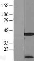 MRPL41 / PIG3 / BMRP Protein - Western validation with an anti-DDK antibody * L: Control HEK293 lysate R: Over-expression lysate