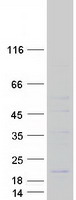 MRPL41 / PIG3 / BMRP Protein - Purified recombinant protein MRPL41 was analyzed by SDS-PAGE gel and Coomassie Blue Staining