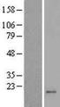 MRPL42 / MRPS32 Protein - Western validation with an anti-DDK antibody * L: Control HEK293 lysate R: Over-expression lysate