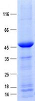 MRPL42 / MRPS32 Protein