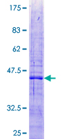 MRPL47 Protein - 12.5% SDS-PAGE of human MRPL47 stained with Coomassie Blue