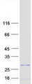 MRPL47 Protein - Purified recombinant protein MRPL47 was analyzed by SDS-PAGE gel and Coomassie Blue Staining