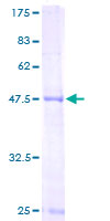 MRPL48 Protein - 12.5% SDS-PAGE of human MRPL48 stained with Coomassie Blue