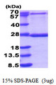 MRPL48 Protein