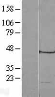 MRPL49 Protein - Western validation with an anti-DDK antibody * L: Control HEK293 lysate R: Over-expression lysate