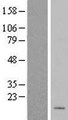 MRPL50 Protein - Western validation with an anti-DDK antibody * L: Control HEK293 lysate R: Over-expression lysate