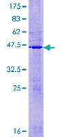 MRPL50 Protein - 12.5% SDS-PAGE of human MRPL50 stained with Coomassie Blue