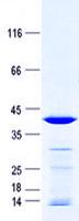 MRPL51 Protein