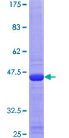 MRPL54 Protein - 12.5% SDS-PAGE of human MRPL54 stained with Coomassie Blue