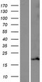 MRPL55 Protein - Western validation with an anti-DDK antibody * L: Control HEK293 lysate R: Over-expression lysate