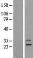 MRPL9 Protein - Western validation with an anti-DDK antibody * L: Control HEK293 lysate R: Over-expression lysate