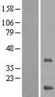 MRPS16 Protein - Western validation with an anti-DDK antibody * L: Control HEK293 lysate R: Over-expression lysate