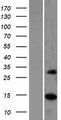 MRPS17 Protein - Western validation with an anti-DDK antibody * L: Control HEK293 lysate R: Over-expression lysate