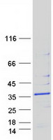 MRPS18B Protein - Purified recombinant protein MRPS18B was analyzed by SDS-PAGE gel and Coomassie Blue Staining