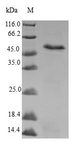 MRPS22 Protein - (Tris-Glycine gel) Discontinuous SDS-PAGE (reduced) with 5% enrichment gel and 15% separation gel.