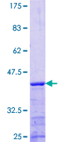 MRPS22 Protein - 12.5% SDS-PAGE Stained with Coomassie Blue.