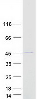 MRPS22 Protein - Purified recombinant protein MRPS22 was analyzed by SDS-PAGE gel and Coomassie Blue Staining