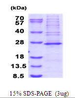 MRPS23 Protein