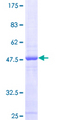 MRPS24 Protein - 12.5% SDS-PAGE of human MRPS24 stained with Coomassie Blue