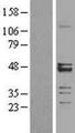 MRPS27 Protein - Western validation with an anti-DDK antibody * L: Control HEK293 lysate R: Over-expression lysate