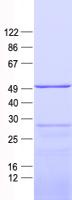 MRPS27 Protein