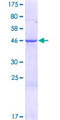 MRPS28 Protein - 12.5% SDS-PAGE of human MRPS28 stained with Coomassie Blue