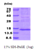 MRPS28 Protein