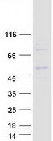 MRPS30 Protein - Purified recombinant protein MRPS30 was analyzed by SDS-PAGE gel and Coomassie Blue Staining