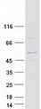 MRPS30 Protein - Purified recombinant protein MRPS30 was analyzed by SDS-PAGE gel and Coomassie Blue Staining